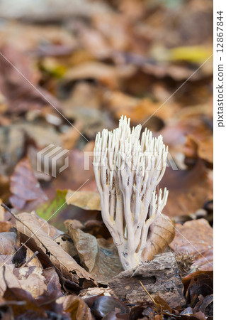 Strict-branch coral (Ramaria stricta) at the forest floor 12867844