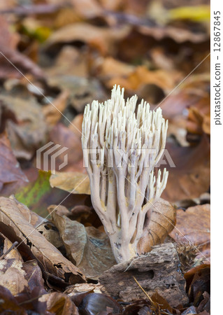 Strict-branch coral (Ramaria stricta) at the forest floor 12867845