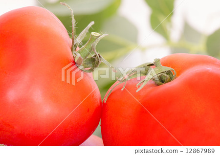 A Pair of Tomatoes A Pair of Tomatoes 12867989