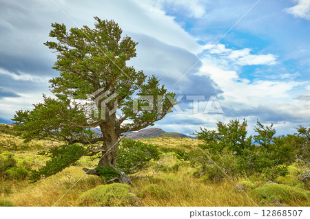 Tree in Torres del Paine natural park Tree in Torres del Paine natural park 12868507