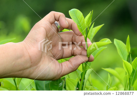 tea tea 12868877