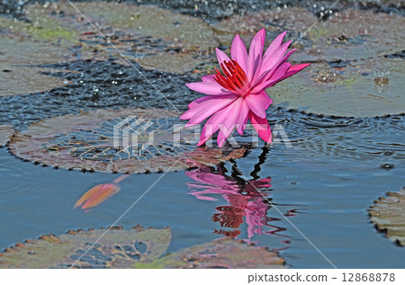 lotus 12868878