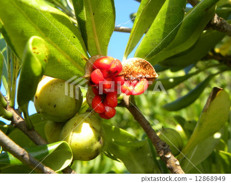 Towela fruit that autumn became deeper and the fruit split and began to emit red seeds 12868949