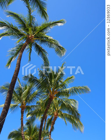 Palm tree 12869033