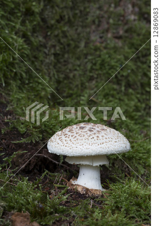 False death cap (Amanita citrina) 12869083