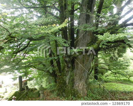 Ginkgo Ginkgo 12869170