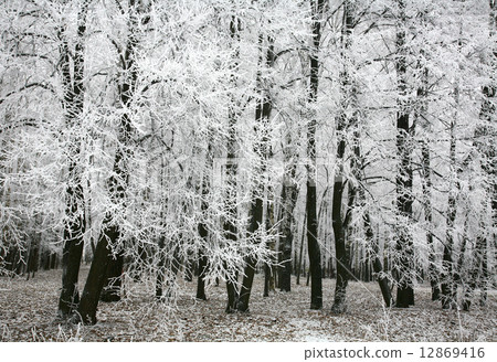 Snow autumn forest Snow autumn forest 12869416