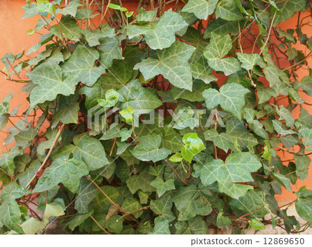 Ivy leaves Ivy leaves 12869650