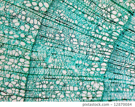 Pine Wood micrograph 12870084