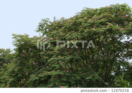 加入木材 12870258