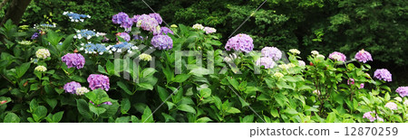 Hydrangea 12870259