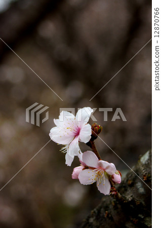 冬天櫻花樹 12870766