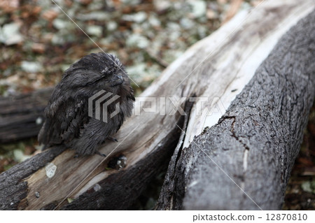 Australia Gamaguchi Yotaka Australia Gamaguchi Yotaka 12870810