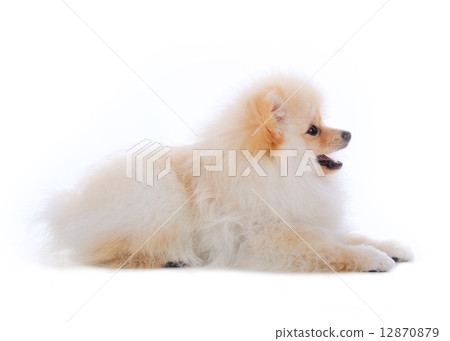 White pomeranian puppy dog isolated on white background 12870879