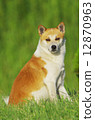 Dog 12870963