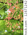 Autumn leaves of Konami River 12871242