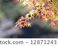 Autumn leaves of Konami River 12871243