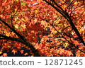 Autumn leaves of Konami River 12871245