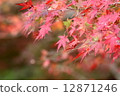 Autumn leaves of Konami River 12871246