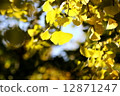 Ginkgo 12871247