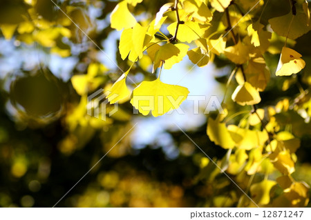 Ginkgo 12871247