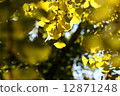 Ginkgo 12871248