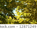 Ginkgo 12871249