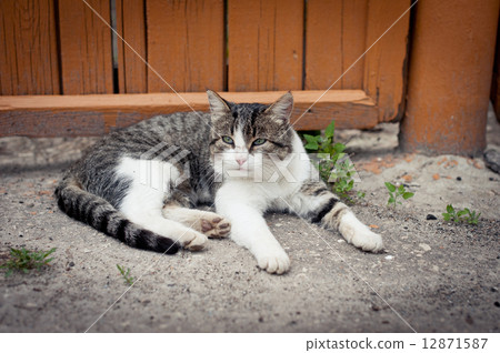 Cat near the fence Cat near the fence 12871587