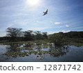 Lake Naivasha, Kenya, flapping water bird / Flying bird in Lake Naivasha 12871742