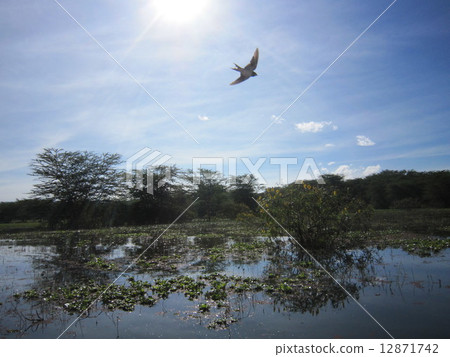 Lake Naivasha, Kenya, flapping water bird / Flying bird in Lake Naivasha Lake Naivasha, Kenya, flapping water bird / Flying bird in Lake Naivasha 12871742