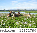 Waterbuck in Lake Naivasha in Lake Naivasha, Kenya 12871790
