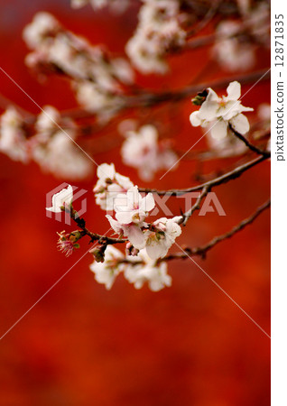 冬天櫻桃樹和秋葉 12871835
