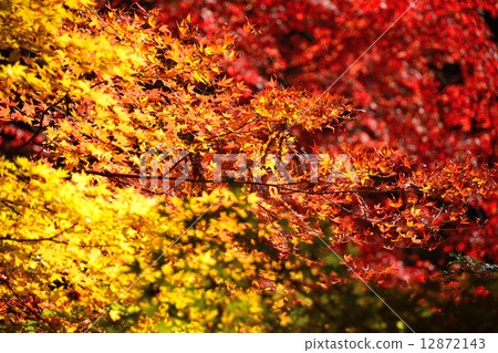 Gradation Maple 12872143
