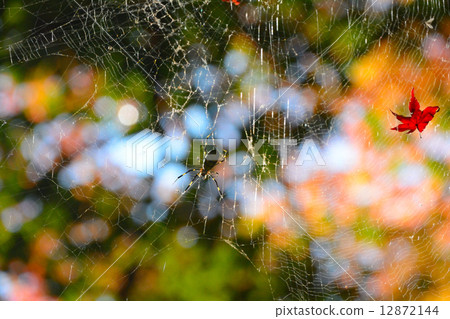 Spider and Maple Spider and Maple 12872144