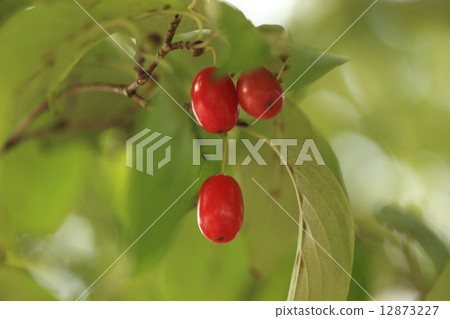 天然植物Sanshuu，紅色的水果。紙漿成為著名草藥的原料 12873227