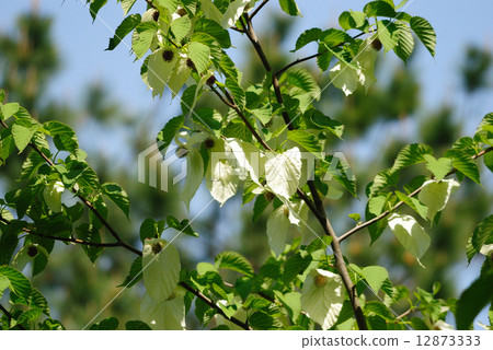 Handkerchief 12873333