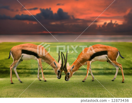 two male thomson's gazelle fighting by horn in green grass field 12873436