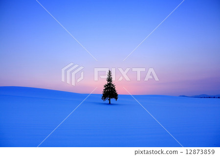 Christmas tree  12873859