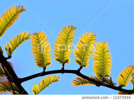 Autumn leaves of Metasequoia Autumn leaves of Metasequoia 12873956