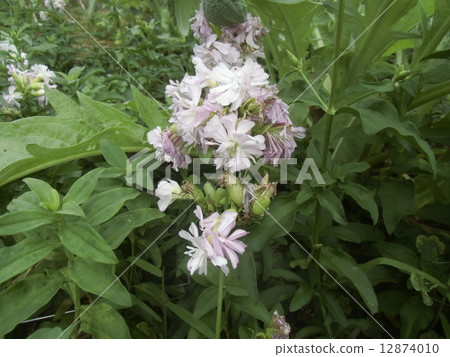 White flower Soap wort 12874010