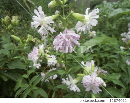 白花肥皂麥芽汁 白花肥皂麥芽汁 12874011