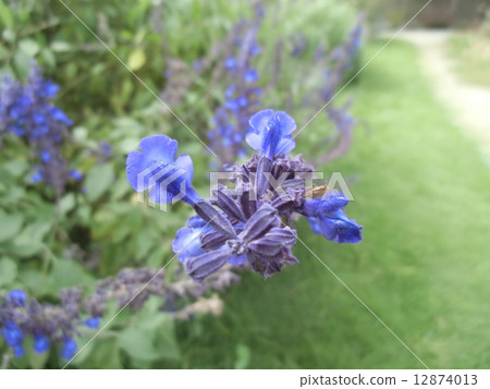 Salvia Garanicica is a blue flower Salvia Garanicica is a blue flower 12874013