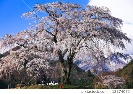 Snowy mountains and weeping cherry blossoms 12874073