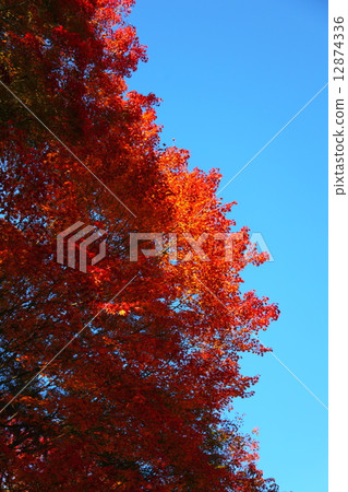 Autumn leaves under the blue sky Autumn leaves under the blue sky 12874336