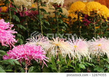 Kikuhana展覽 Kikuhana展覽 12874355