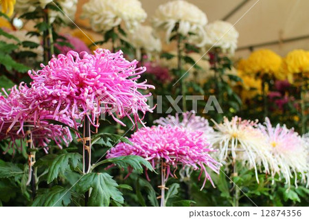 Kikuhana展覽 Kikuhana展覽 12874356