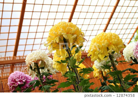 Kikuhana Exhibition 12874358