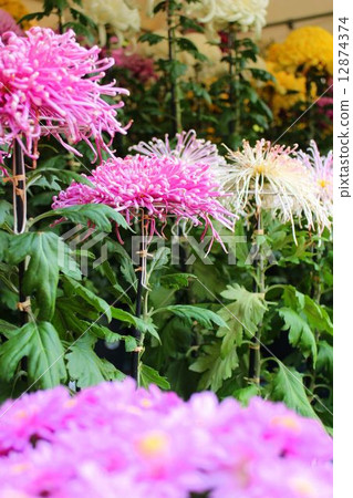 Kikuhana Exhibition 12874374