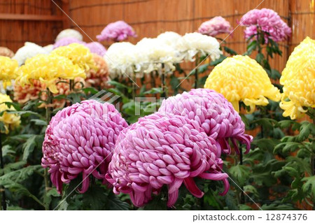 Kikuhana Exhibition 12874376