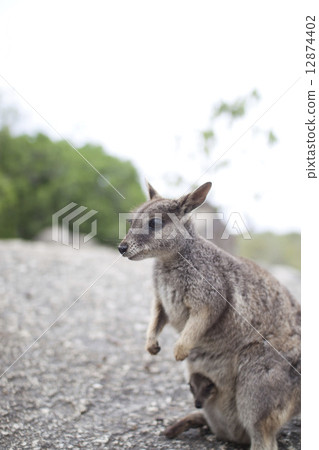 Parent and child of wallaby 12874402